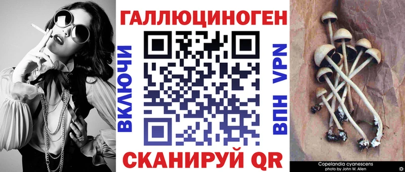 Галлюциногенные грибы Psilocybine cubensis  Гдов 